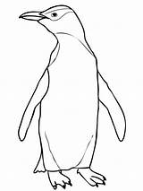 Penguin Pinguim Eyed Adelie Penguins Colorironline Getcolorings Fofo sketch template