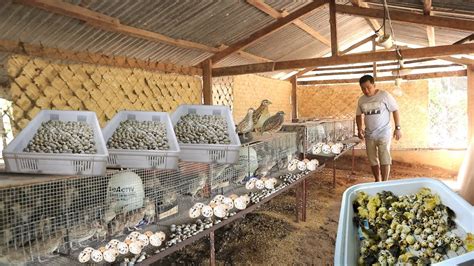 Quail Farming The Secret On How To Produce Thousands Of Eggs Everyday