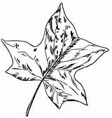 Leaf Drawing Simple Clipartmag sketch template