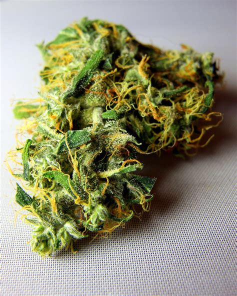 marijuana kush bud  bluntprincess  deviantart