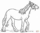 Gypsy Horse Coloring Vanner Pages Drawing Draw Printable Step Drawings Tutorials Choose Board Template Supercoloring Categories sketch template