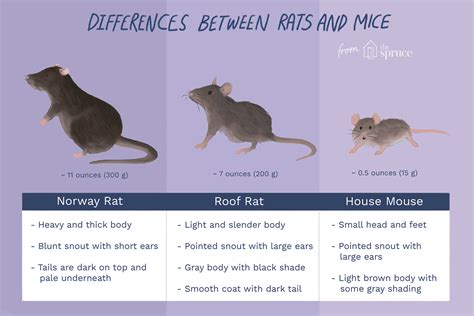 difference  rats  mice    matters