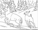 Animals Coloring Pages Winter Color Getcolorings sketch template