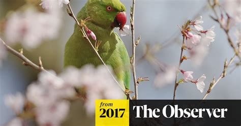 Exotic And Colourful But Should Parakeets Be Culled Ask Scientists