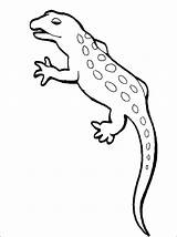Newt Coloring Animal Pages Colouring Spotted Salamander Template Iguana Printable Getcolorings Drawings Getdrawings Drawing Kids Searches Recent sketch template
