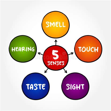 five basic human senses touch sight hearing smell and taste mind