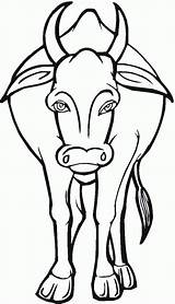 Krowa Ausmalbilder Kolorowanka Kolorowanki Krowy Vorn Samica Domowego Longhorn Cattle Drukuj Bydła Dorosła sketch template