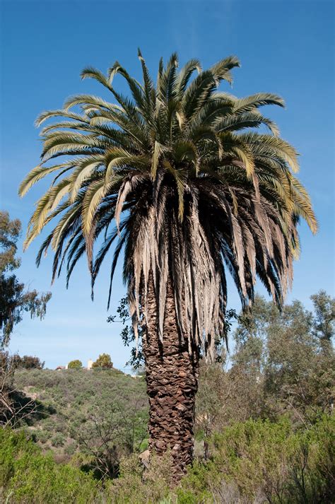 arecaceae palm