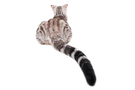 cat tail language   cats tail  telling