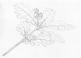 Pedunculate Developing Acorns Robur Quercus Twiglets sketch template
