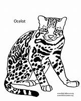 Ocelot Coloring Drawing Pages Color Getdrawings Getcolorings Designlooter Cartoon Baby 8kb 1000px sketch template
