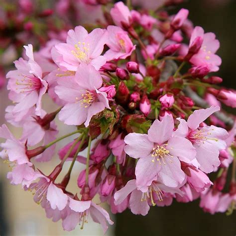 naja jeremiassen okame flowering cherry australia okame cherry trees