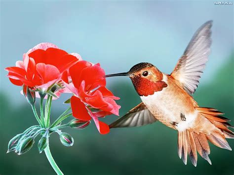 koliber ptak skrzydla czerwony kwiat