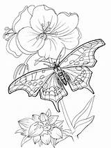 Coloring Butterfly Pages Printable Colouring Kids Childrens Am sketch template
