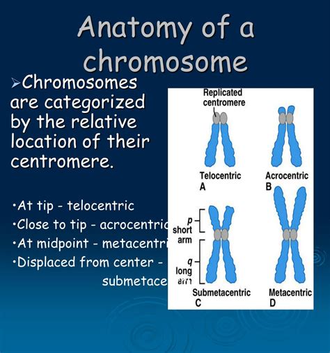 ppt chromosomes powerpoint presentation free download id 838339