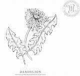 Dandelion Botanical sketch template