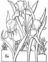 Coloring Adult Floral Pages Iris Flower Printable Thegraphicsfairy Kids Sheet Fairy Library Clipart Click sketch template