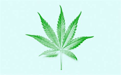 marijuana potent