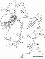 Coloring Pages Hen sketch template