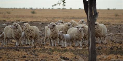 leading sheep  proactive network progressive producers  sheep  wool businesses leading