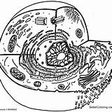 Mitochondria Biology Chloroplast sketch template
