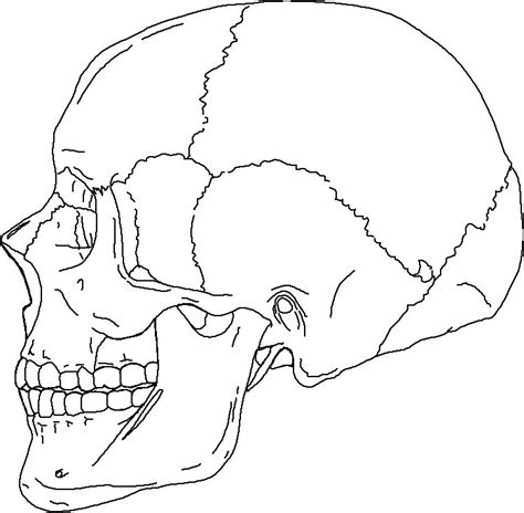 human skull drawing reference  paintingvalleycom explore