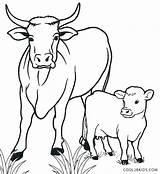 Cow Coloring Calf Pages Drawing Outline Cattle Golden Cool2bkids Printable Color Kids Line Cows Animal Drawings Funny Drive Cartoon Baby sketch template