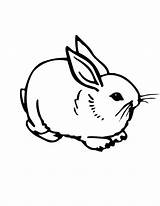 Coloring Pages Rabbit Bunny Printable Print Kids Cute sketch template