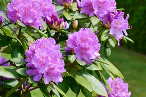 rhododendron noticias de jardim