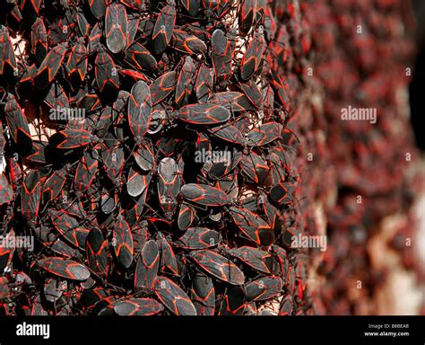 infestation  large group  red  black box elder bugs stock photo