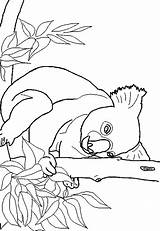 Coloring Pages Koala Animal Animals Color Print sketch template