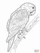 Kolorowanki Parrot Papuga Kolorowanka Druku Kleurplaat sketch template