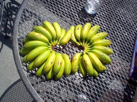 mini bananas mini bananas banana fruit
