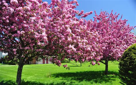 spring trees blooms wallpaper