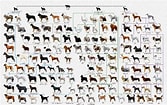 犬 系統図 に対する画像結果.サイズ: 167 x 105。ソース: media.kawa-colle.jp