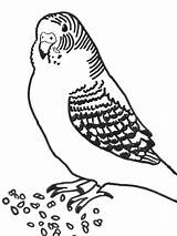 Parakeet Coloring Budgie Pages Printable Template Getdrawings Drawing sketch template