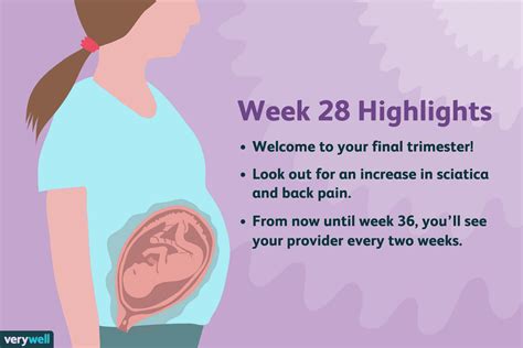 weeks pregnant symptoms baby development