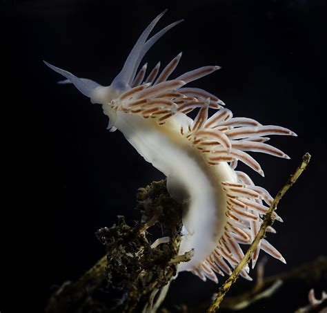 sea slug species   northern waters