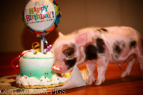 happy birthday httpwwwoutlawminipigscom cute piglets happy