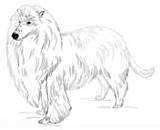 Collie Coloring Pages Rough Haired Long Printable sketch template