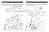 Sachar Sheet Sandhill sketch template