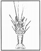 Afbeeldingsresultaten voor "panulirus Pascuensis". Grootte: 86 x 105. Bron: biblioweb.tic.unam.mx