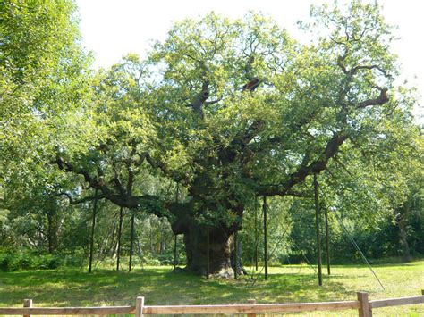 ausflugsziel major oak  edwinstowe doatripde