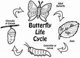 Cycle Butterfly Coloring Life Pages Online sketch template