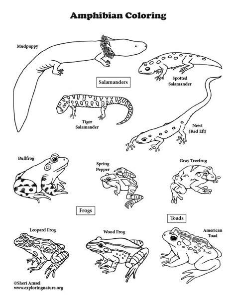 reptiles  amphibians pages coloring pages