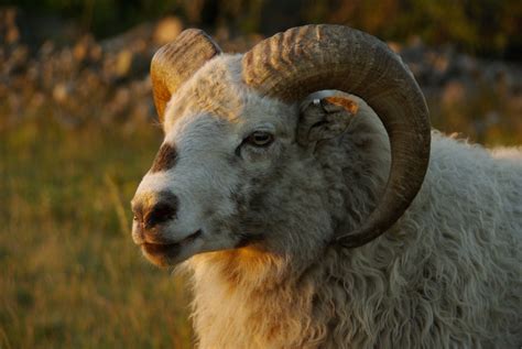 year   sheep ram  goat  chairmans bao