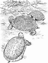 Turtle Coloring Pages Turtles Animals sketch template