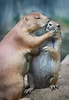 Résultat d’image pour bisous animaux. Taille: 69 x 100. Source: ottersandsciencenews.blogspot.com