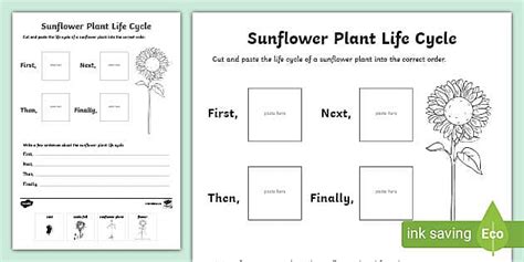 life cycle   plant worksheet plant sequencing activity