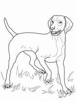 Vizsla Vorstehhund Bojanke Psi Ungarischer Coonhound Redbone sketch template
